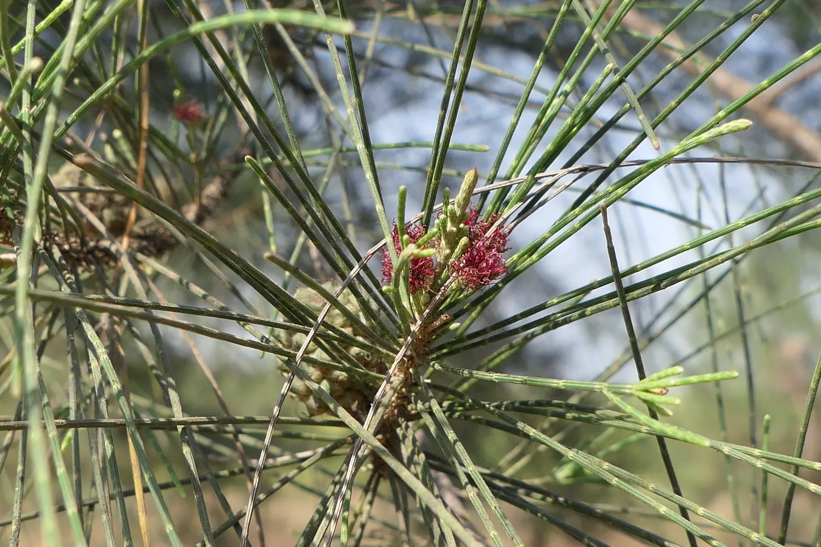 Horsetail Tree (Casuarina Equisetifolia) — including sandy conditions; its deep root system allows for excellent erosion control, while the small, cone-like