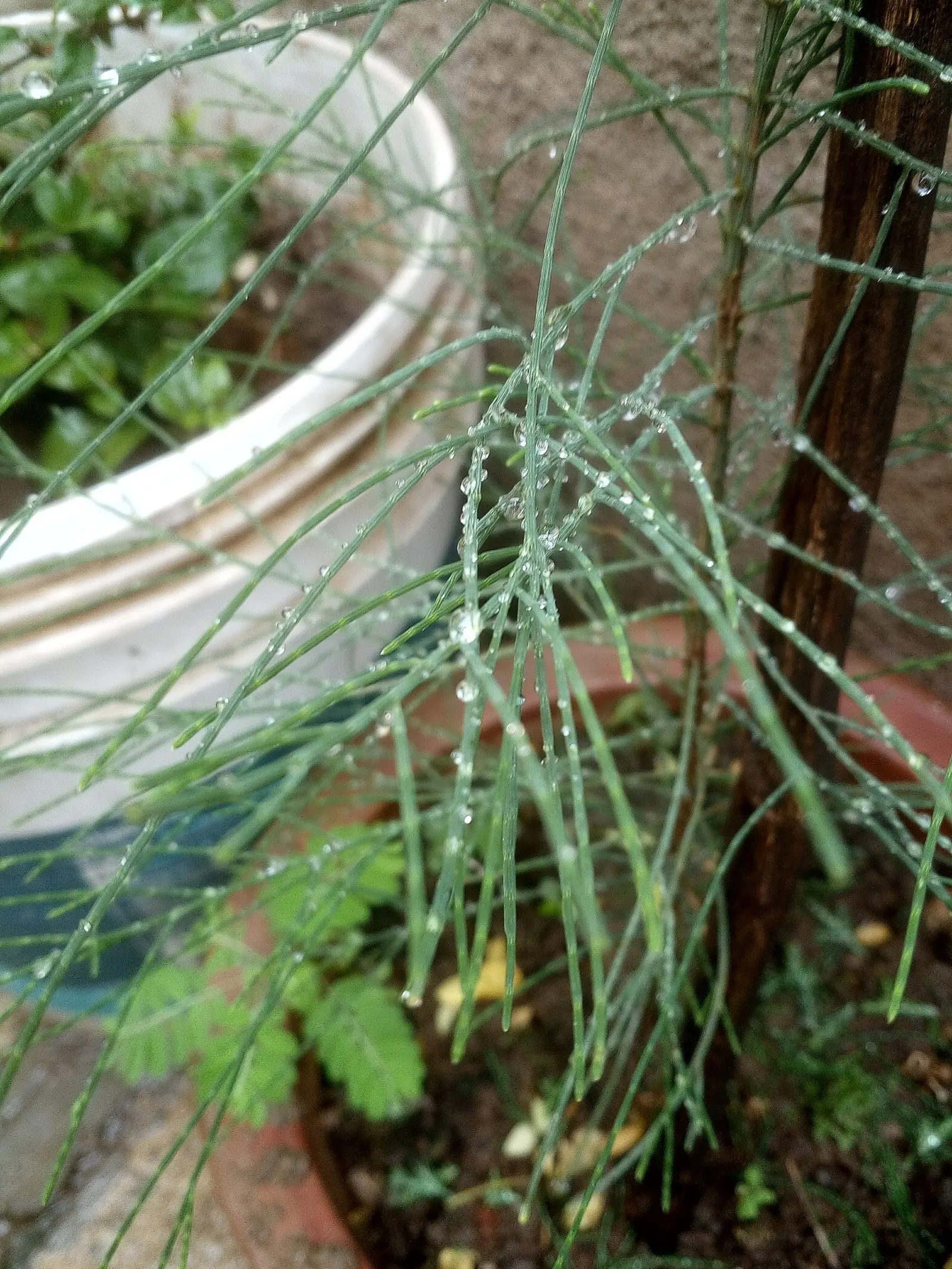 Horsetail Tree (Casuarina Equisetifolia) — it is important to provide sufficient space for its mature size and consider the potential for leaf litter; its