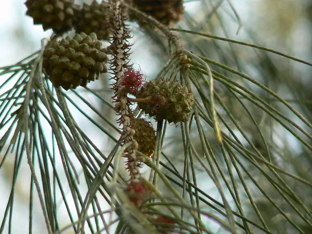 Horsetail Tree (Casuarina Equisetifolia) — It's able to cope with poor soil types