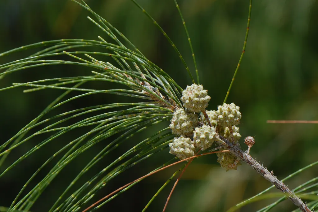 Horsetail Tree (Casuarina Equisetifolia) — which adds to its versatility in different landscapes.<br><br>In educating the client
