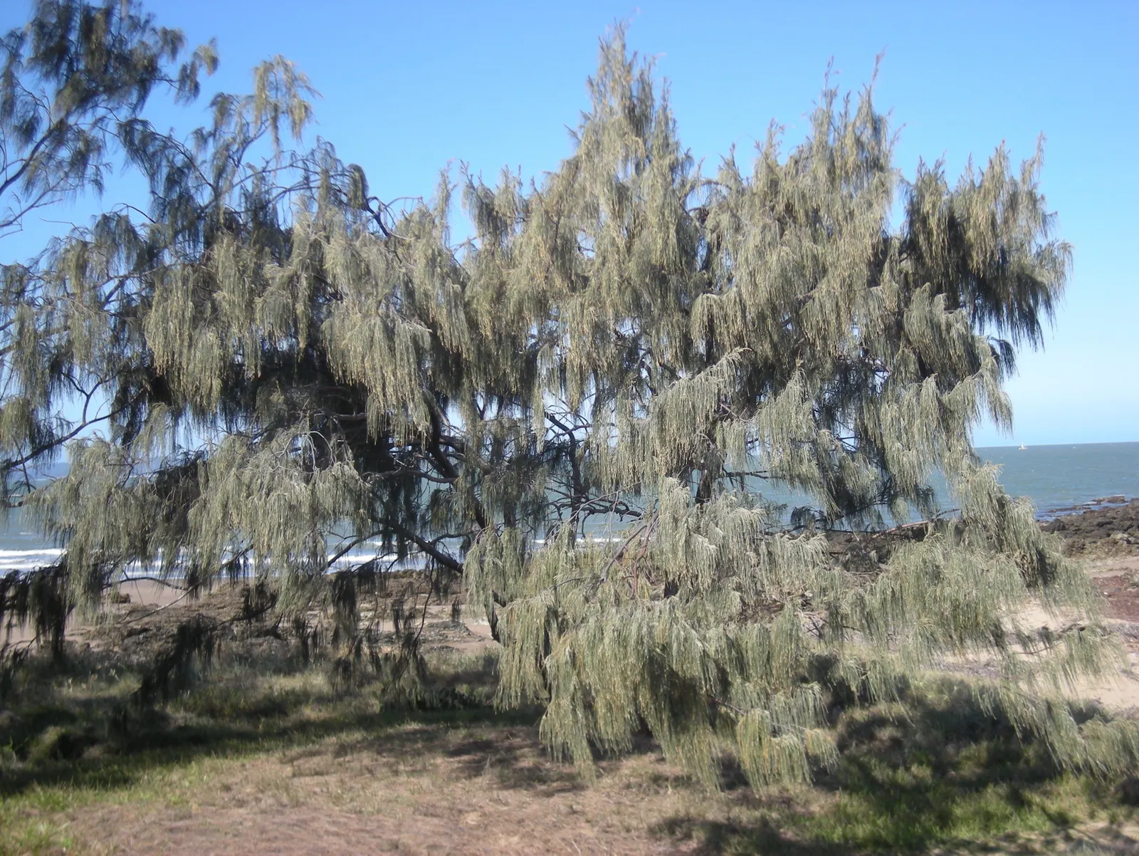 Horsetail Tree (Casuarina Equisetifolia) — providing ample shade in sunny climates, image 44