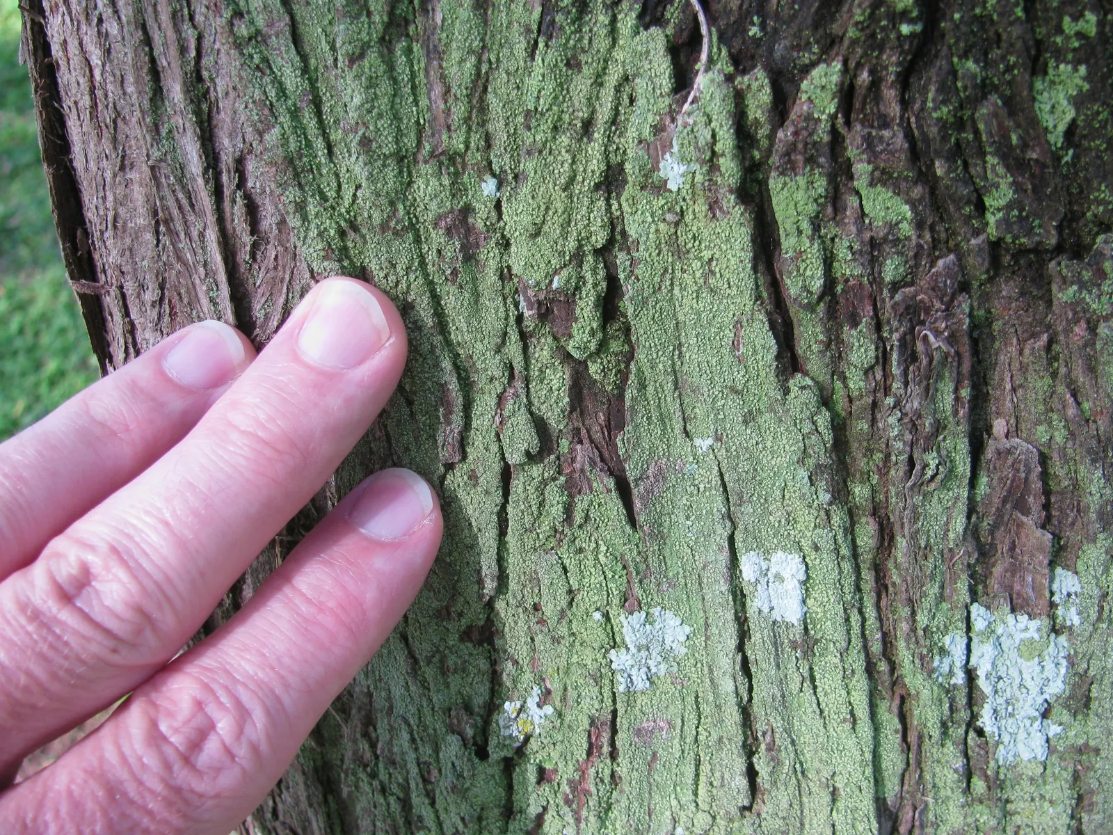Horsetail Tree (Casuarina Equisetifolia) — Its growth rate is relatively fast
