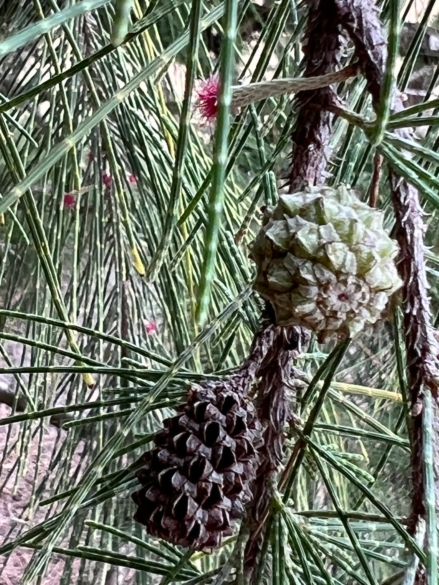 Horsetail Tree (Casuarina Equisetifolia) — commonly known as Horsetail Tree; it features jointed green stems resembling needle-like leaves, creating a fine