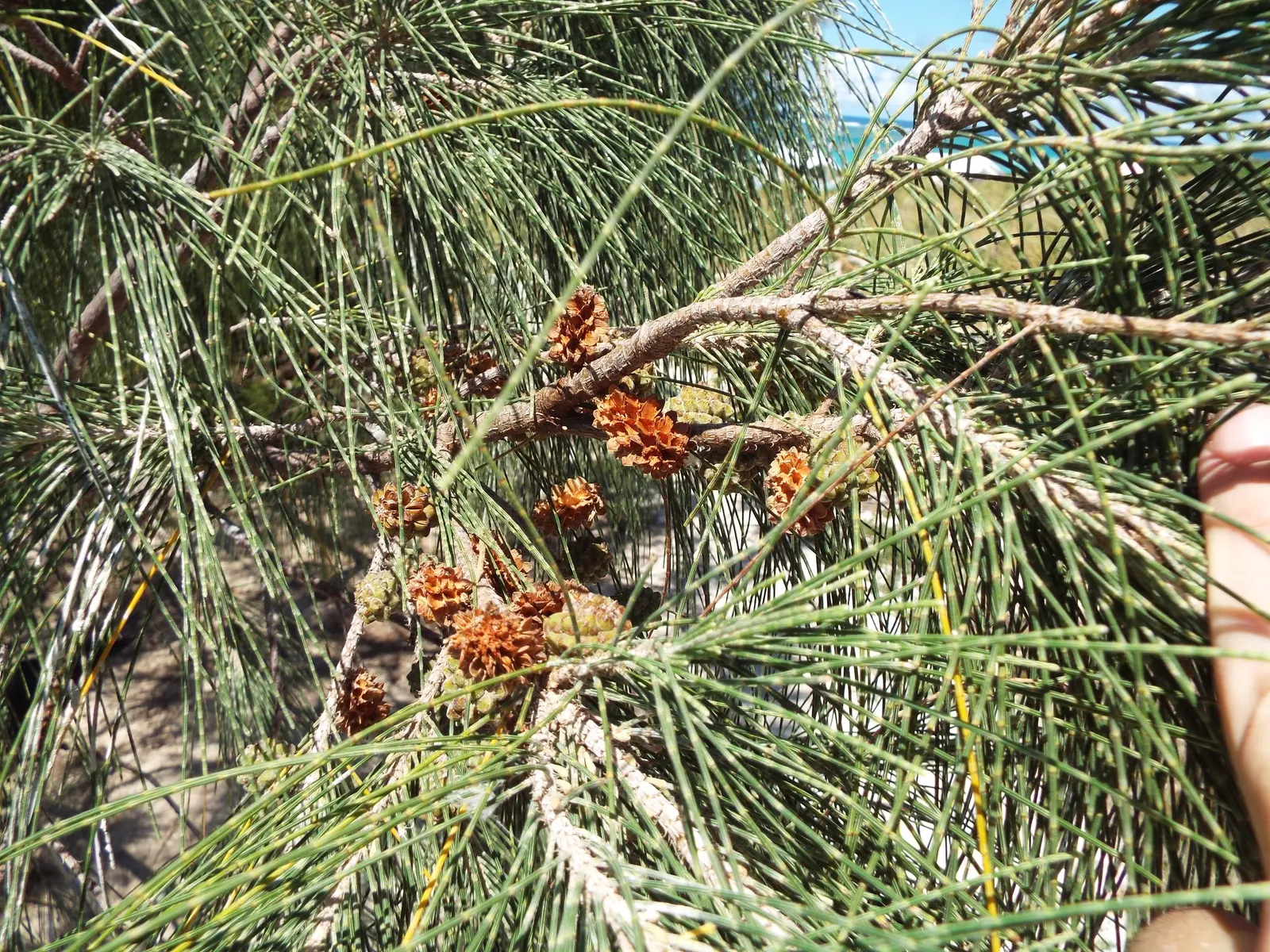 Horsetail Tree (Casuarina Equisetifolia) — which makes it ideal for quickly establishing privacy or windbreaks in open landscapes; tree for full
