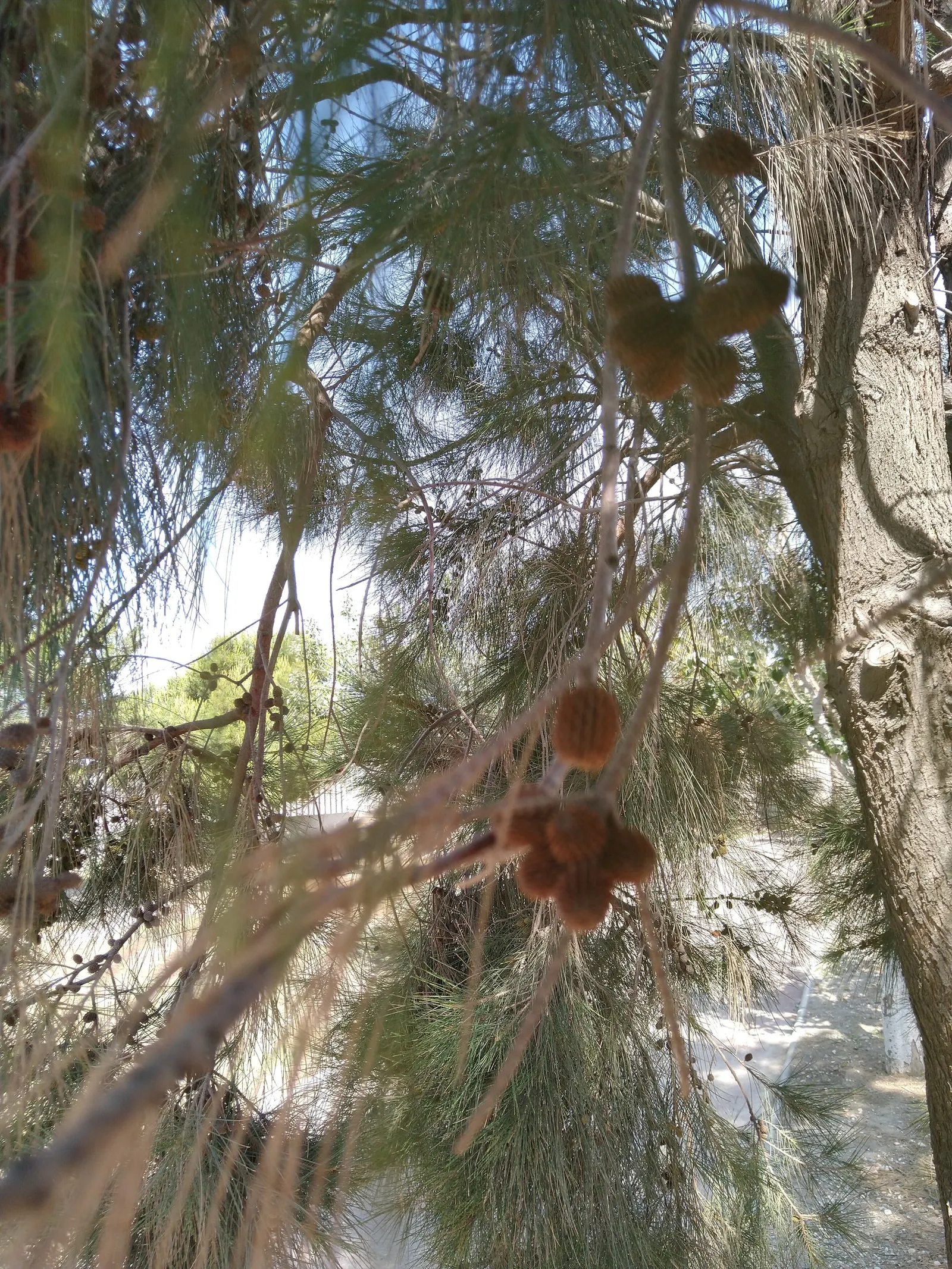 Horsetail Tree (Casuarina Equisetifolia) — Thrives in well-drained, sandy soils and tolerates salt spray, making it ideal for coastal landscapes