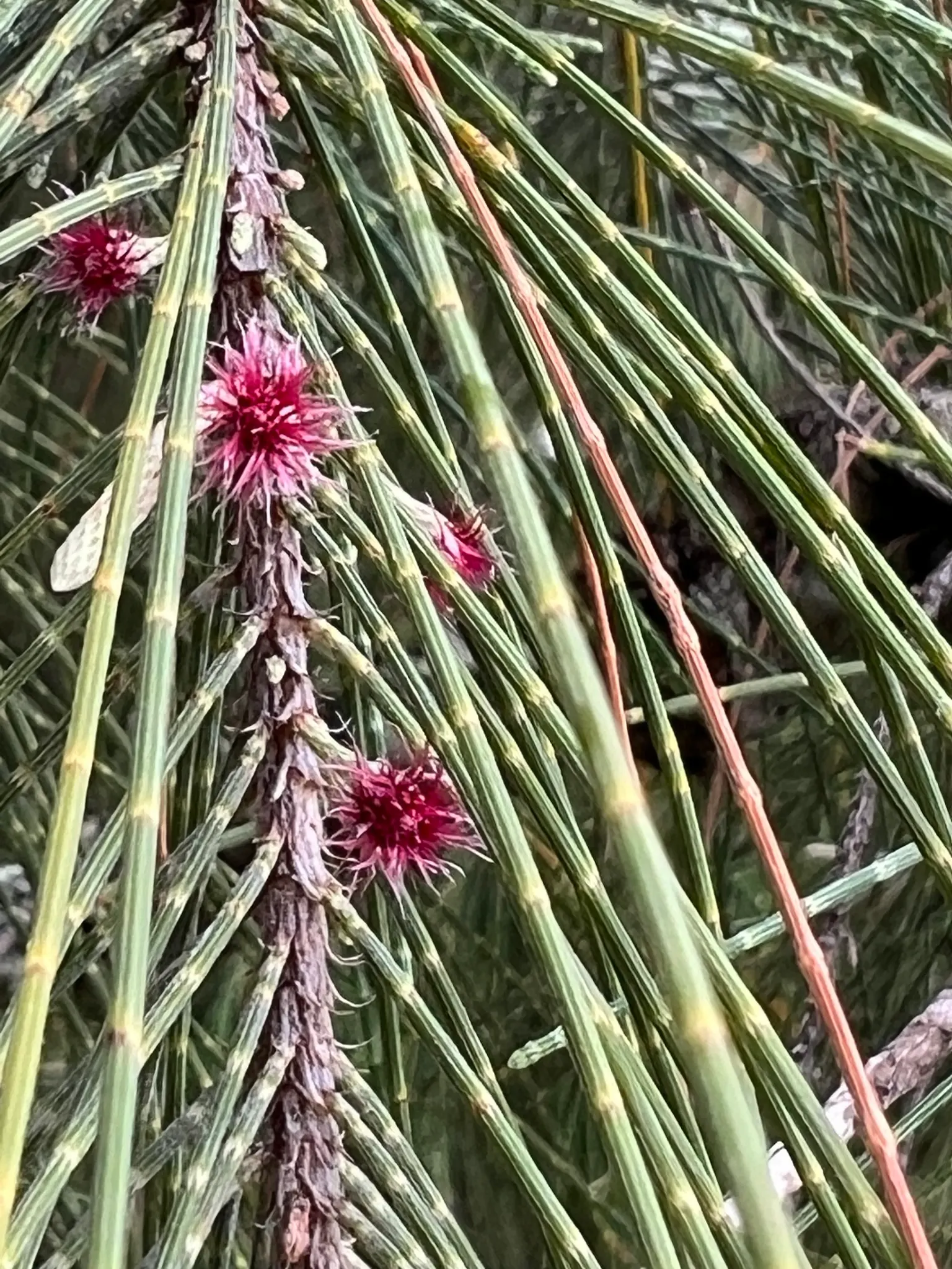 Horsetail Tree (Casuarina Equisetifolia) — Its growth rate is relatively fast; including sandy conditions