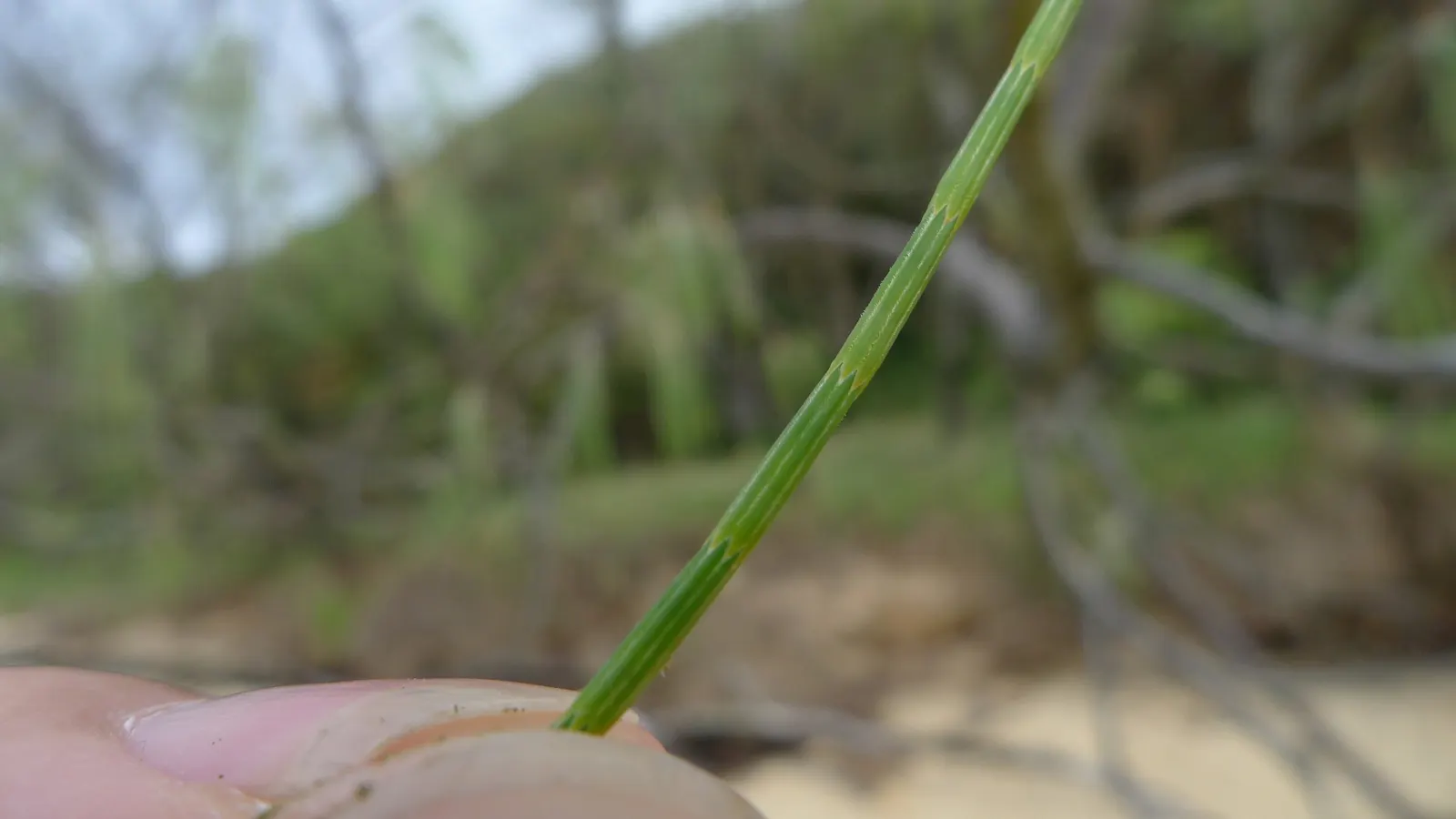 Horsetail Tree (Casuarina Equisetifolia) — which may require regular clean-up