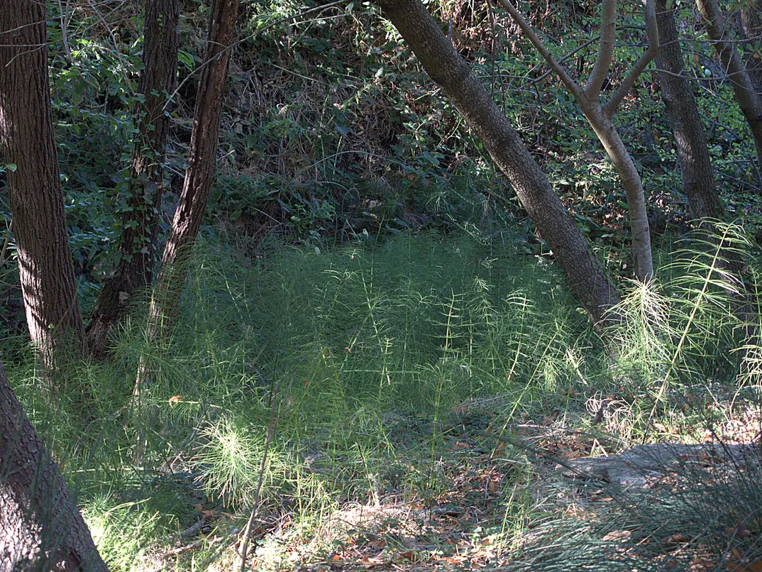 Horsetail Tree (Casuarina Equisetifolia) — is a distinctive evergreen tree known for its remarkable needle-like foliage that resembles a horse's tail; slender