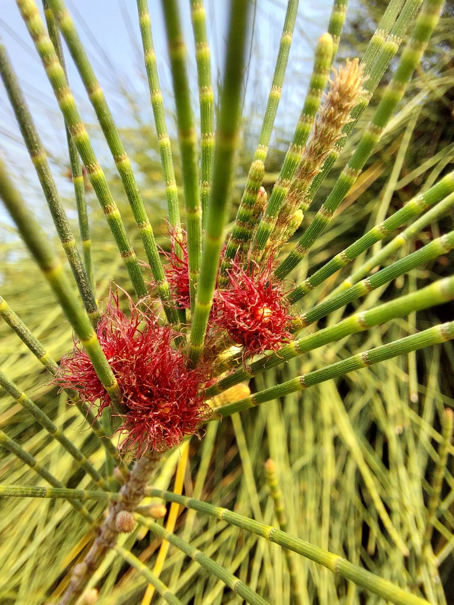Horsetail Tree (Casuarina Equisetifolia) — commonly referred to as the Horsetail Tree or Australian Pine