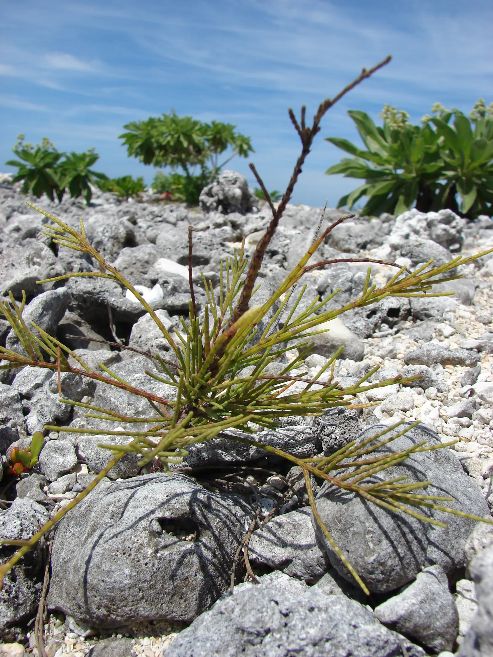 Horsetail Tree (Casuarina Equisetifolia) — is a distinctive evergreen tree known for its remarkable needle-like foliage that resembles a horse's tail
