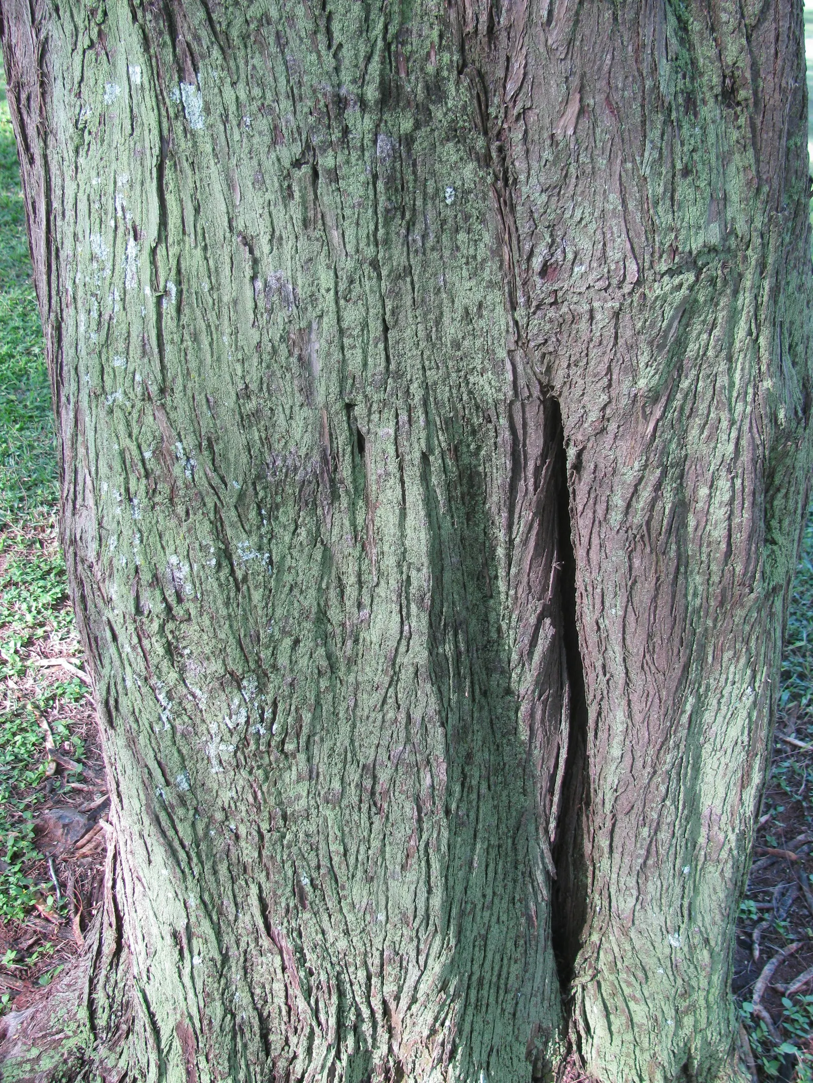 Horsetail Tree (Casuarina Equisetifolia) — with a spread of 20-25 feet