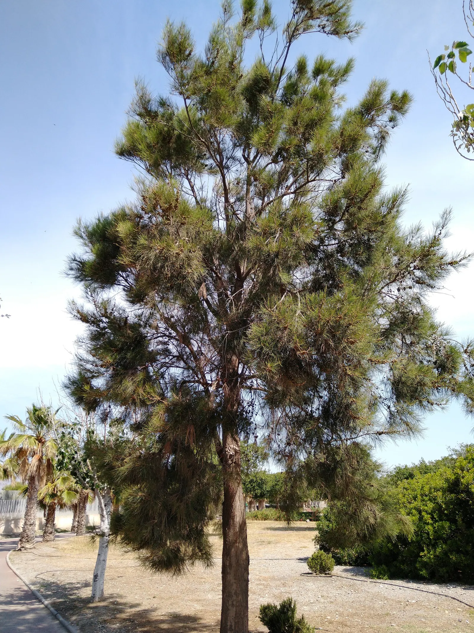 Horsetail Tree (Casuarina Equisetifolia) — commonly referred to as the Horsetail Tree or Australian Pine; emphasize that while the Horsetail Tree is