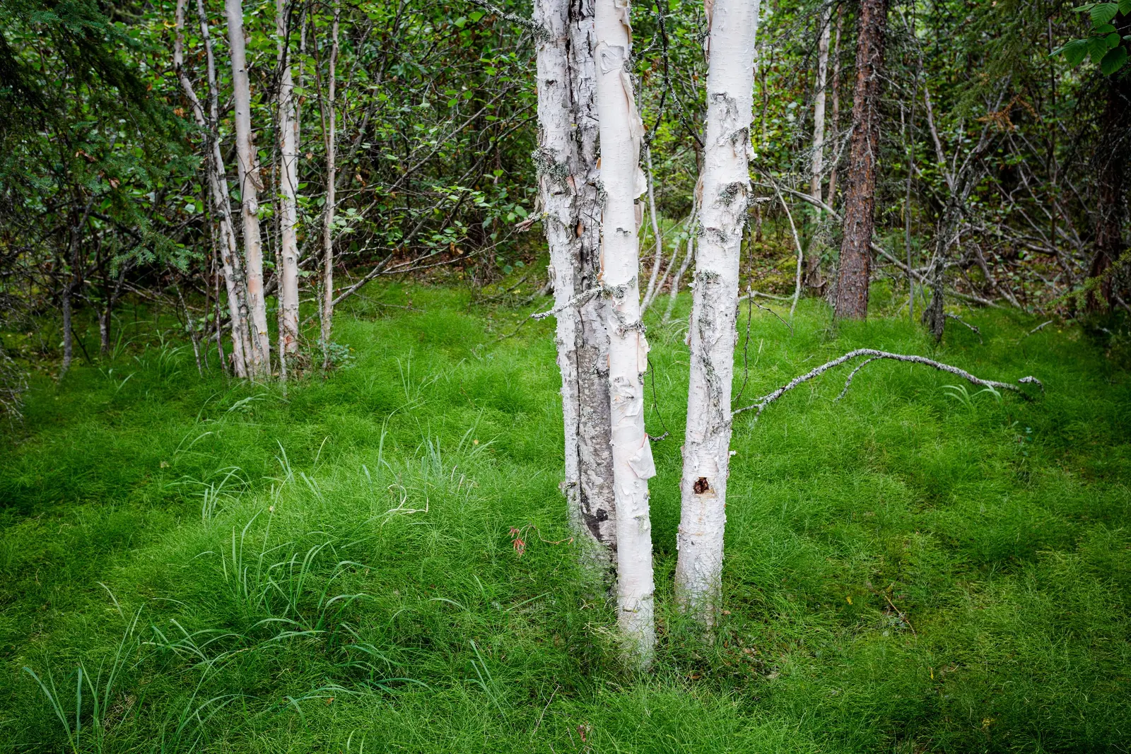 Horsetail Tree (Casuarina Equisetifolia) — with its graceful needles creating an airy