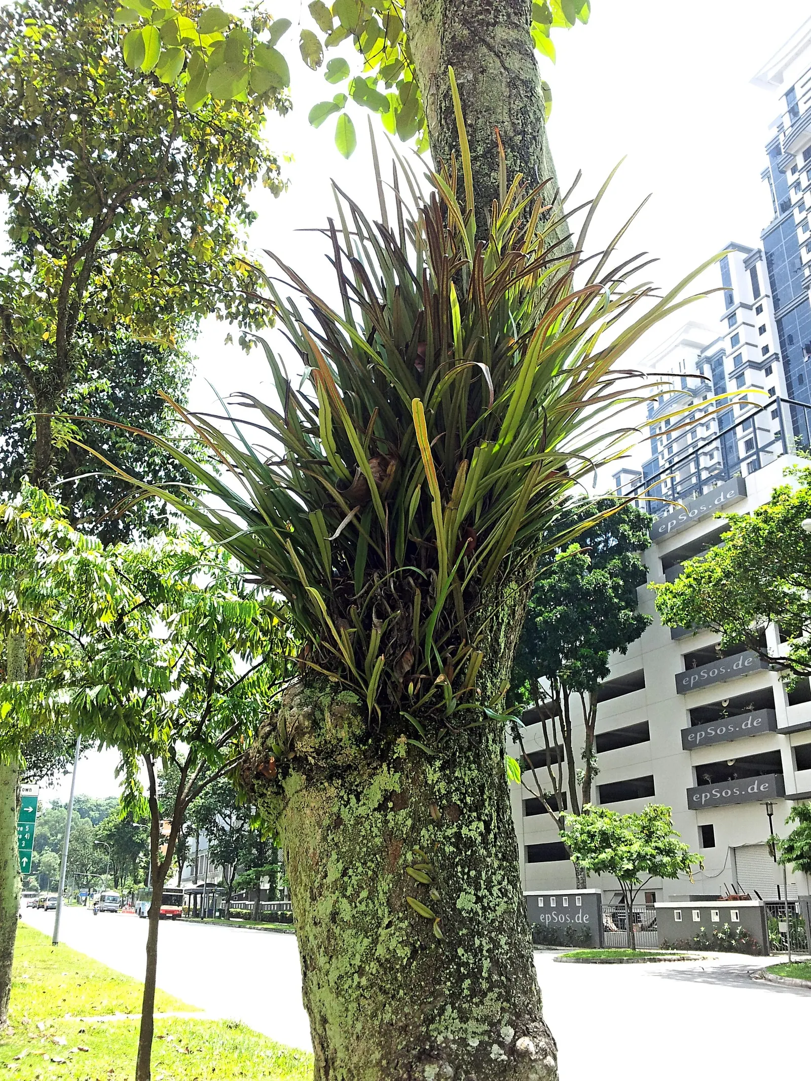 Horsetail Tree (Casuarina Equisetifolia) — fine latticework against the sky.<br><br>Adaptable to a broad range of conditions; which adds to its versatility in