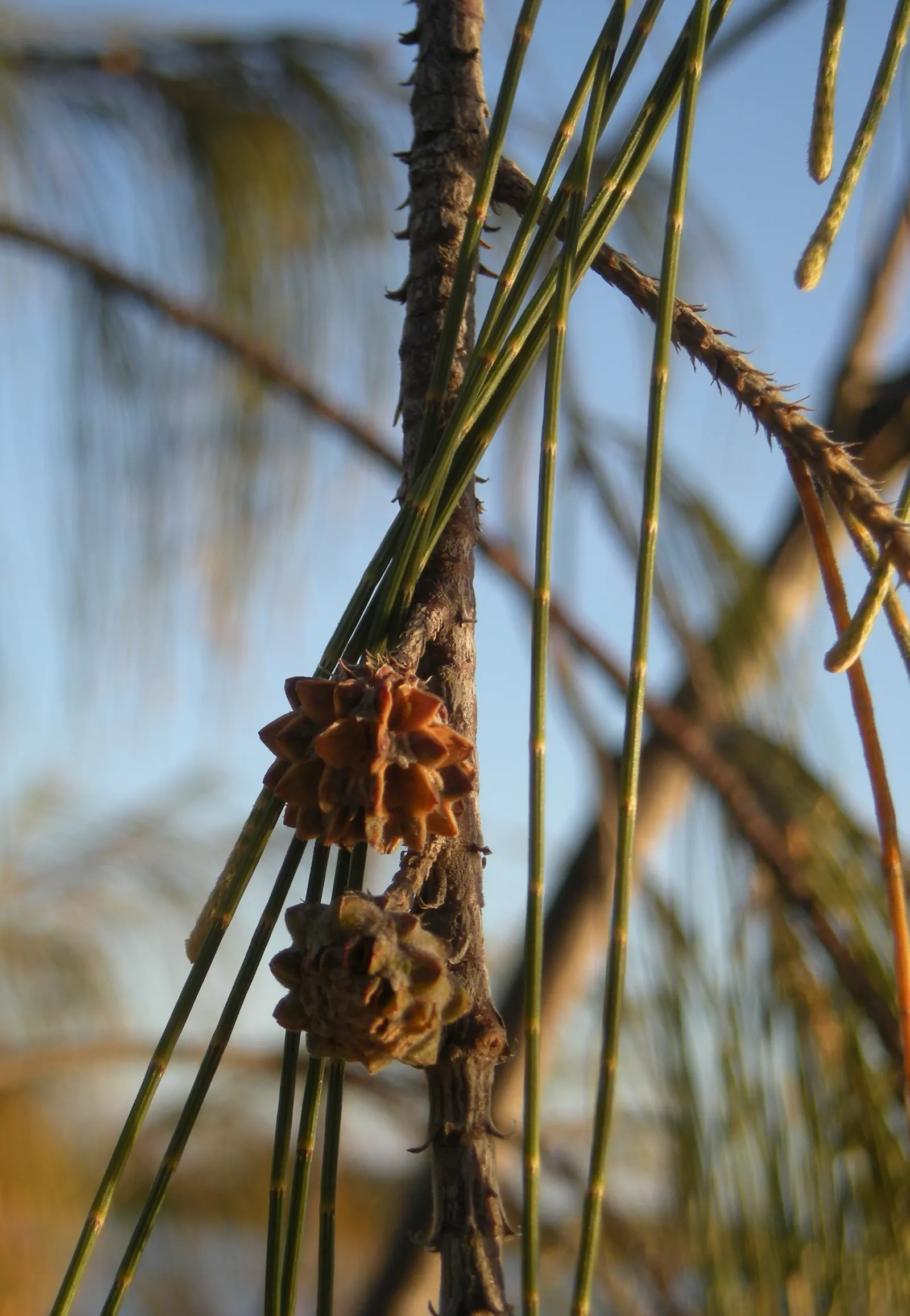 Horsetail Tree (Casuarina Equisetifolia) — commonly known as Horsetail Tree
