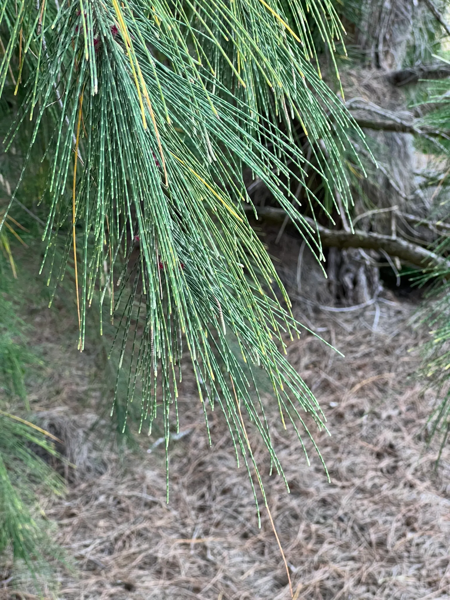 Horsetail Tree (Casuarina Equisetifolia) — Its deep root system allows for excellent erosion control, while the small, cone-like fruits add interest