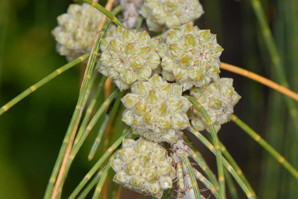 Horsetail Tree (Casuarina Equisetifolia) — Appearances notwithstanding, it's not a true pine; reaching heights of 30-115 ft