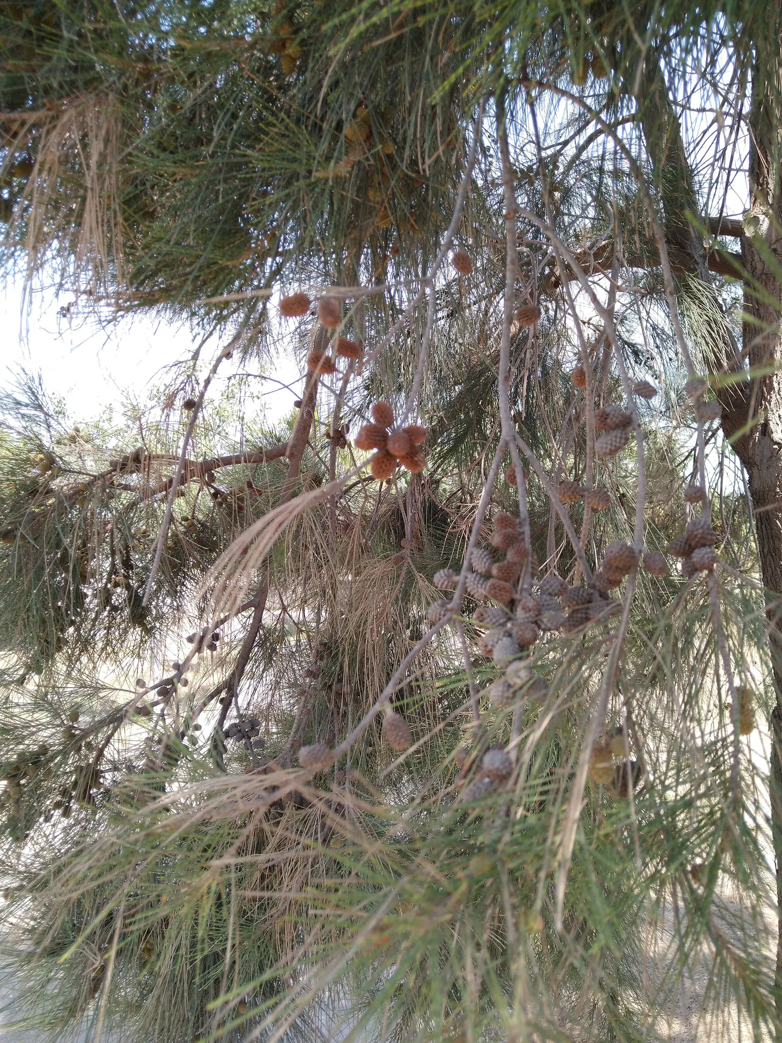 Horsetail Tree (Casuarina Equisetifolia) — This plant can provide a dramatic and textured presence in a landscape design
