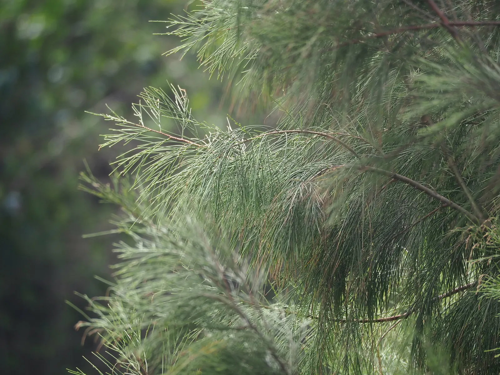 Horsetail Tree (Casuarina Equisetifolia) — It features jointed green stems resembling needle-like leaves, creating a fine, feathery texture; it is important to