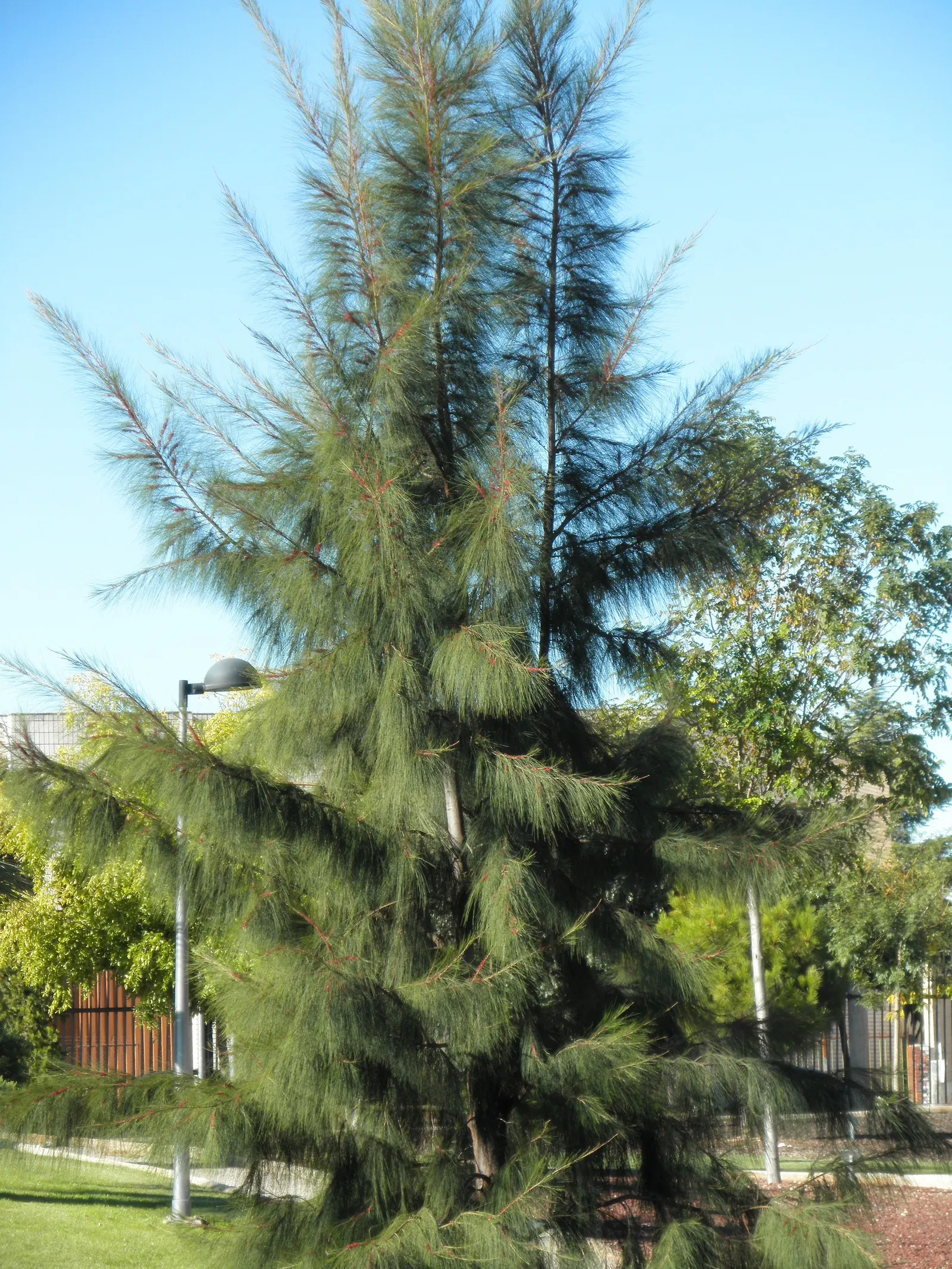 Horsetail Tree (Casuarina Equisetifolia) — Its unique aesthetic and adaptability make it an attractive choice for those looking to add a textured