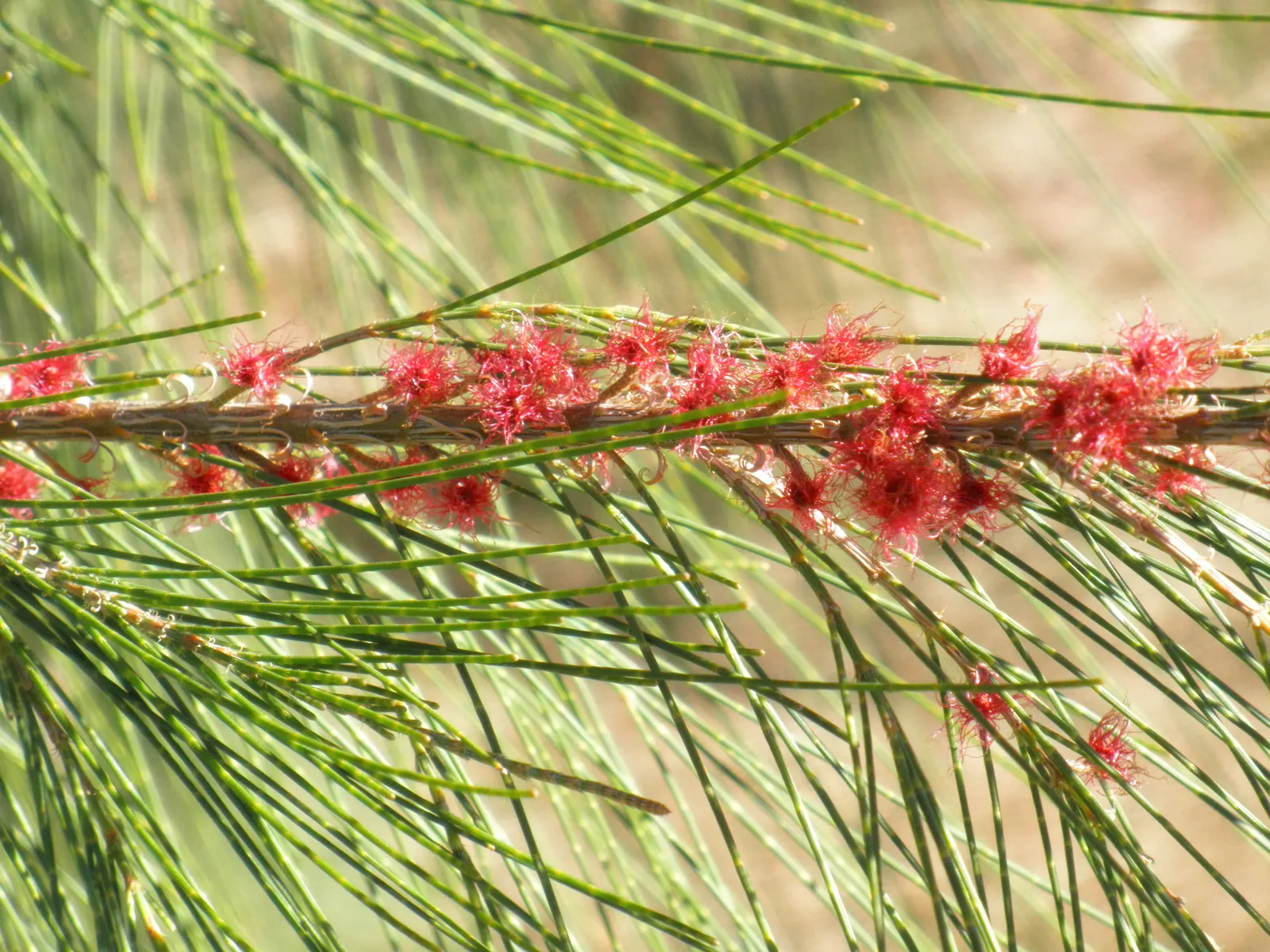 Horsetail Tree (Casuarina Equisetifolia) — emphasize that while the Horsetail Tree is low-maintenance