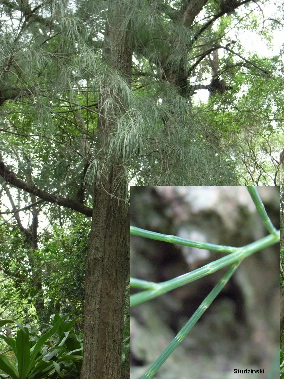 Horsetail Tree (Casuarina Equisetifolia) — fine latticework against the sky.<br><br>Adaptable to a broad range of conditions