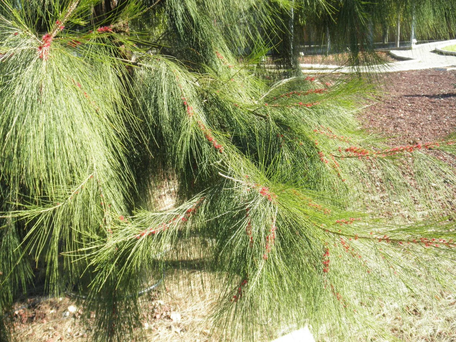 Horsetail Tree (Casuarina Equisetifolia) — it is important to provide sufficient space for its mature size and consider the potential for leaf litter