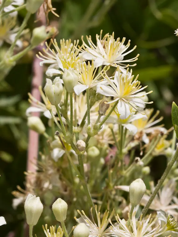 Western White Clematis (Clematis Ligusticifolia) — making it a versatile choice for various climate conditions.<br><br>Typically