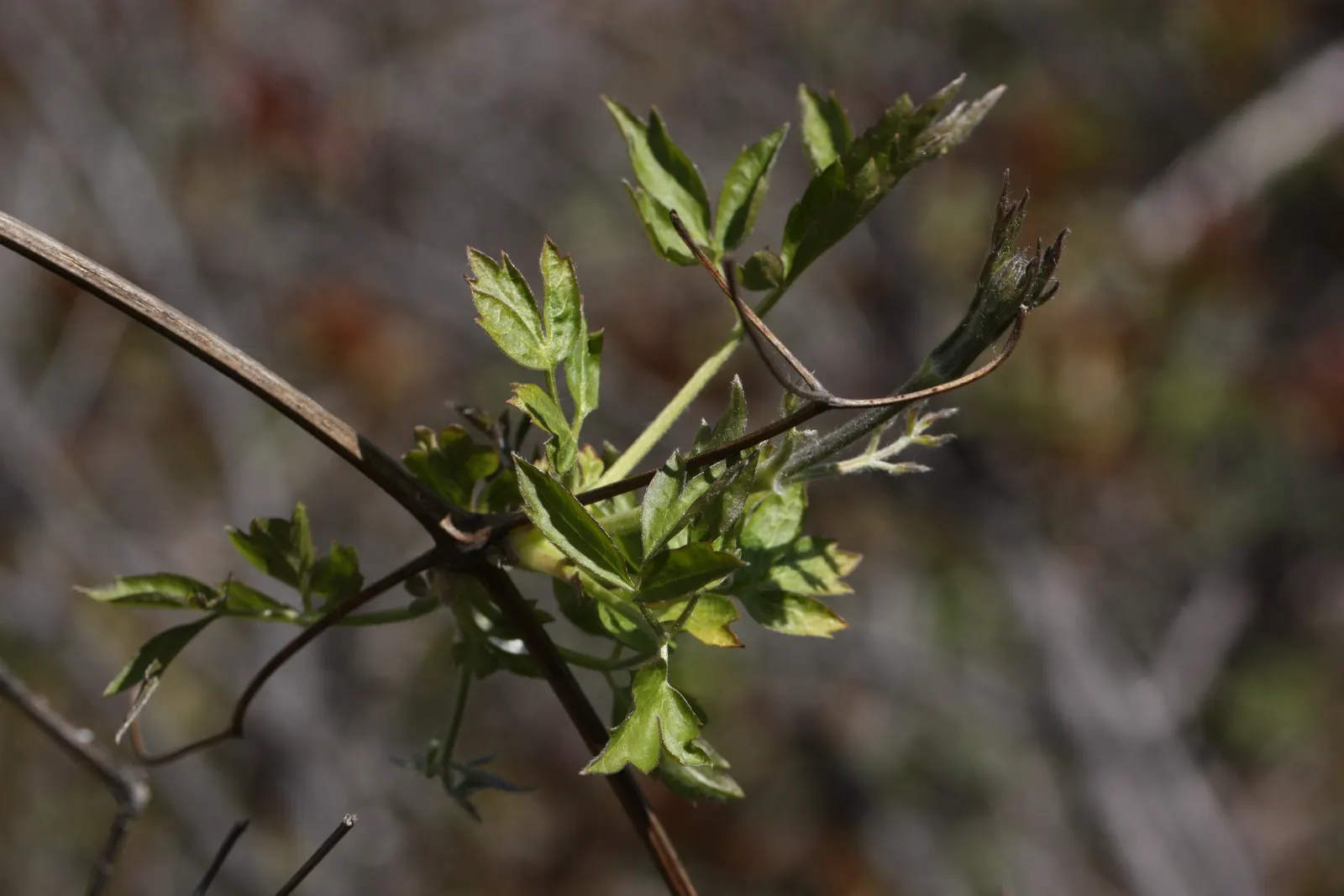 Western White Clematis (Clematis Ligusticifolia) — which can persist and add visual interest through the autumn and winter months