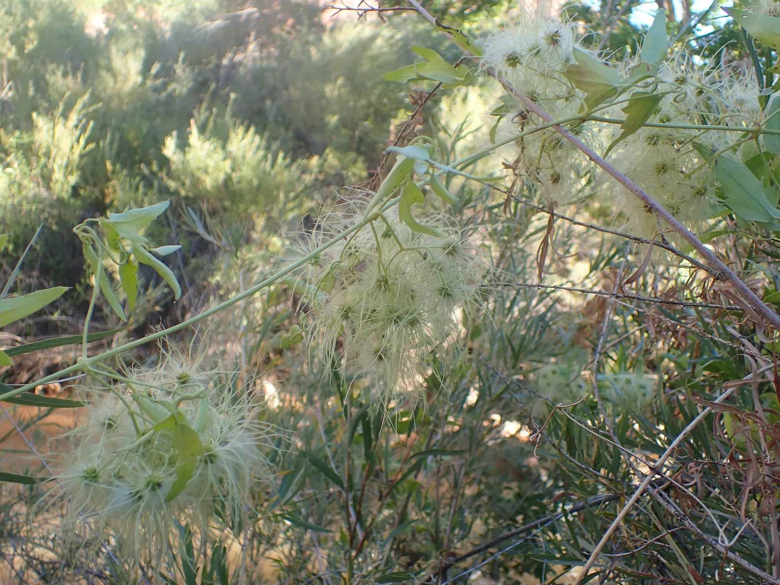 Western White Clematis (Clematis Ligusticifolia) — emerge in late spring to early summer, image 44