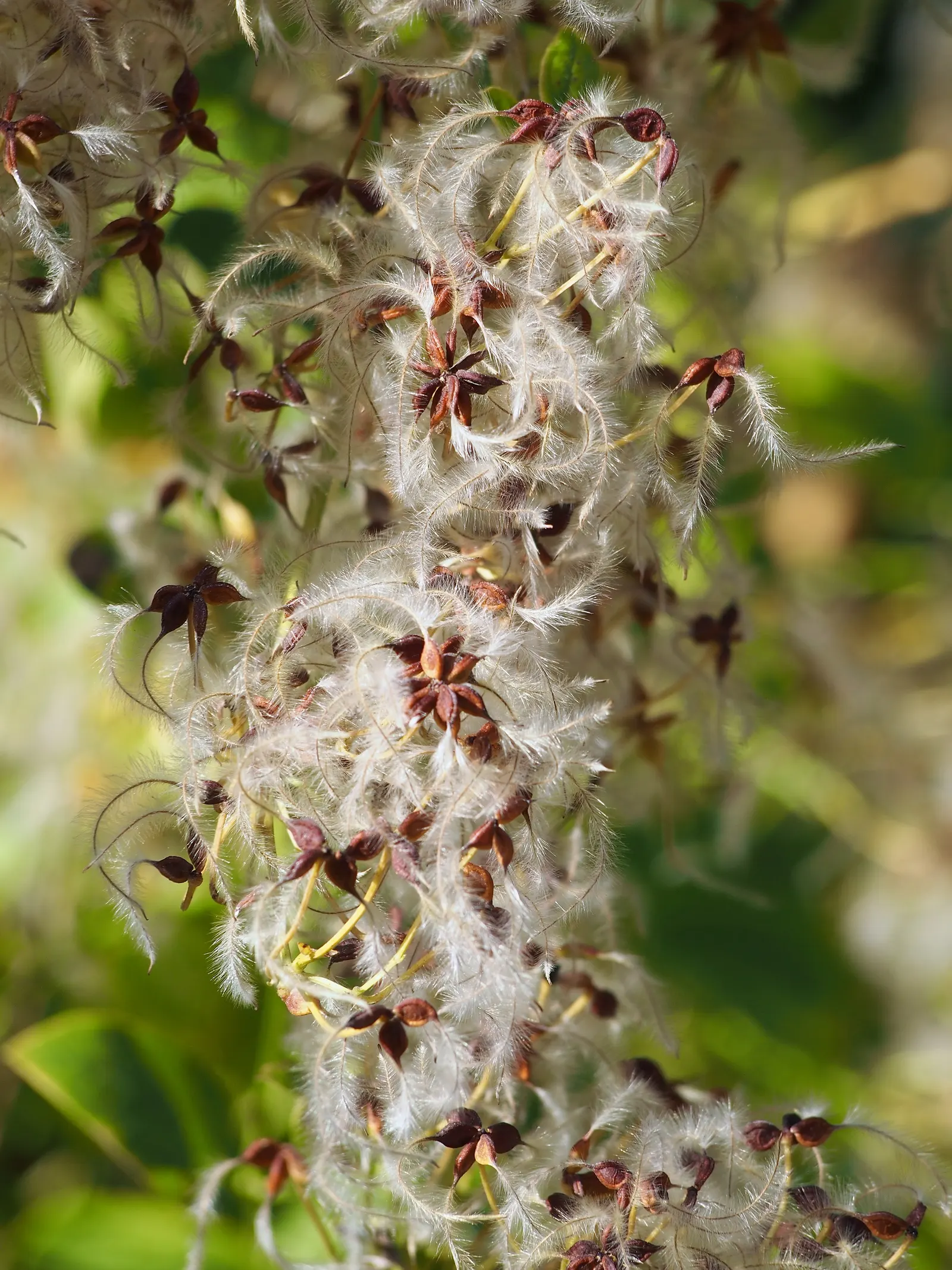 Western White Clematis (Clematis Ligusticifolia) — each leaflet ranging from 1 to 2 inches long; the Western White Clematis (Clematis ligusticifolia) is a