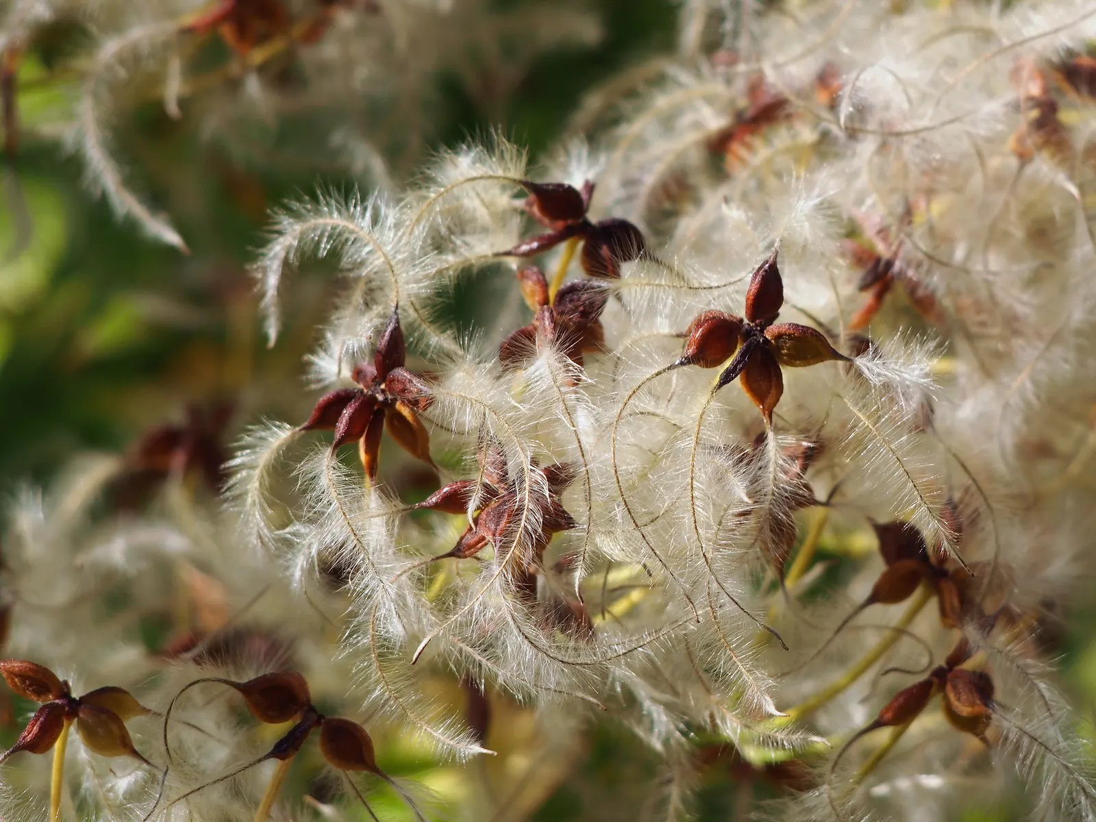 Western White Clematis (Clematis Ligusticifolia) — This plant has moderate water requirements and should be watered deeply; vine with white blooms