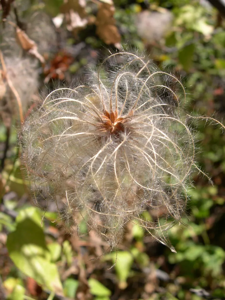 Western White Clematis (Clematis Ligusticifolia) — around 1 inch in diameter; this perennial vine thrives in USDA hardiness zones 3 to 9
