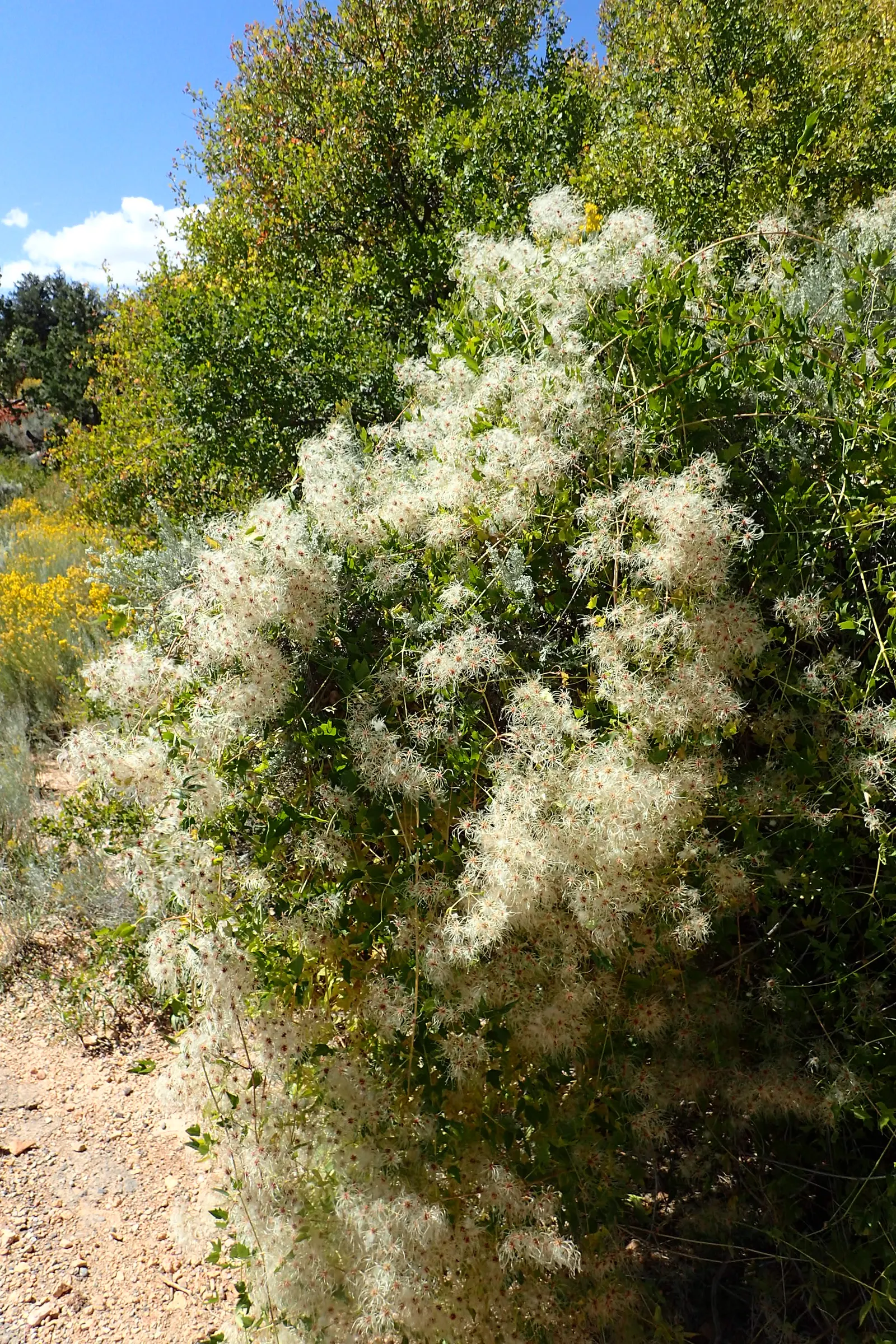 Western White Clematis (Clematis Ligusticifolia) — to maintain its lushness and health.<br><br>Moreover; each leaflet ranging from 1 to 2 inches long