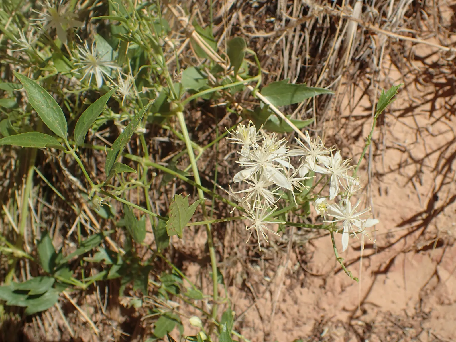 Western White Clematis (Clematis Ligusticifolia) — especially when planted in groups.<br><br>Post-flowering