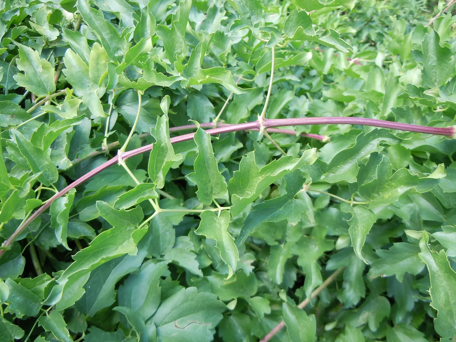 Western White Clematis (Clematis Ligusticifolia) — Ideal for trellises and fences