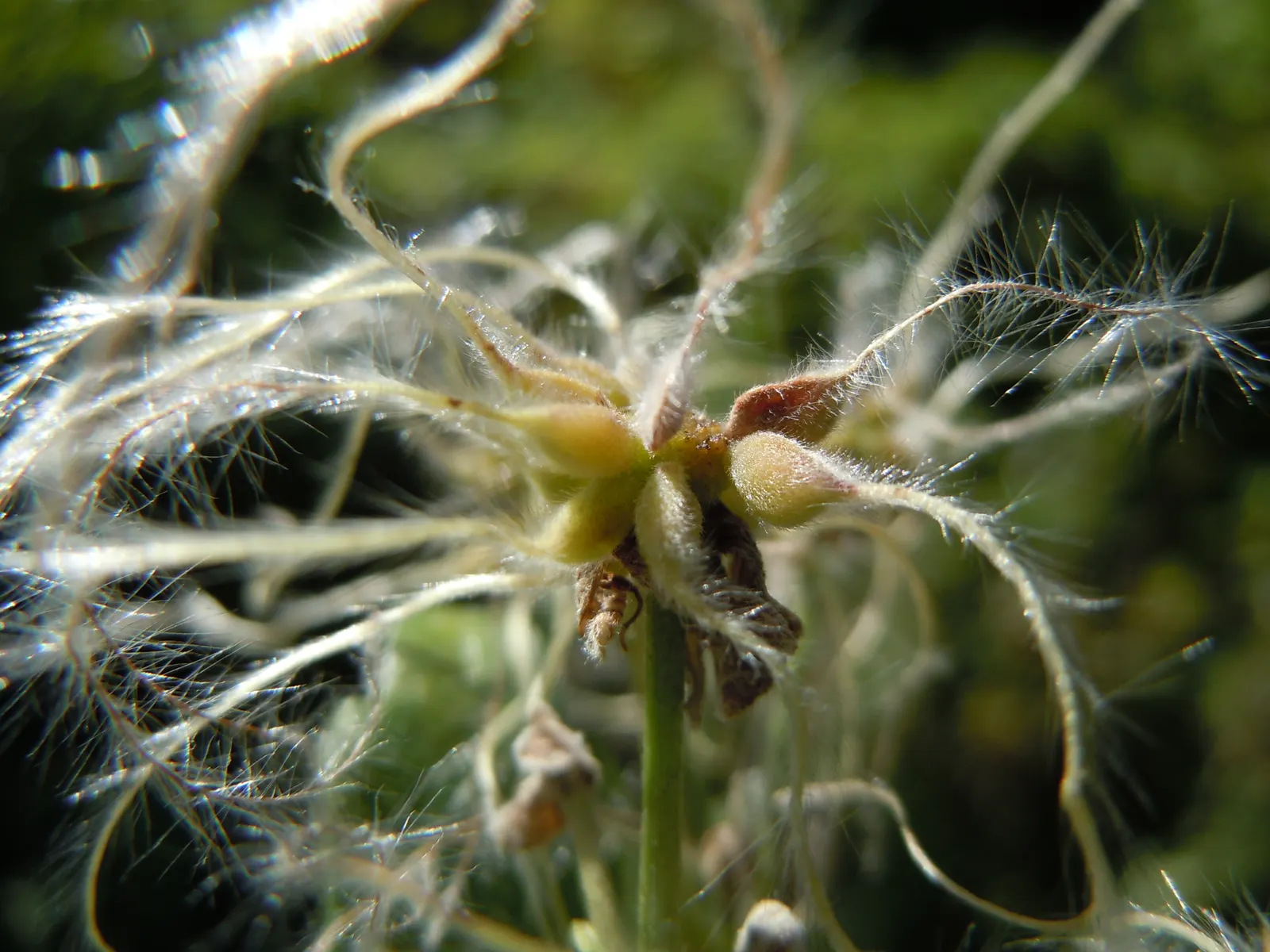 Western White Clematis (Clematis Ligusticifolia) — which can persist and add visual interest through the autumn and winter months; this plant has moderate
