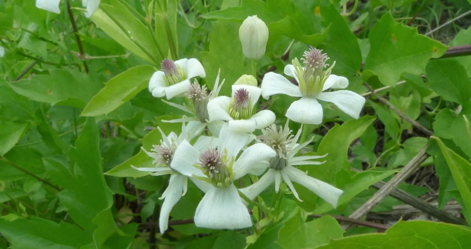 Western White Clematis (Clematis Ligusticifolia) — The Western White Clematis (Clematis ligusticifolia) is a vigorous