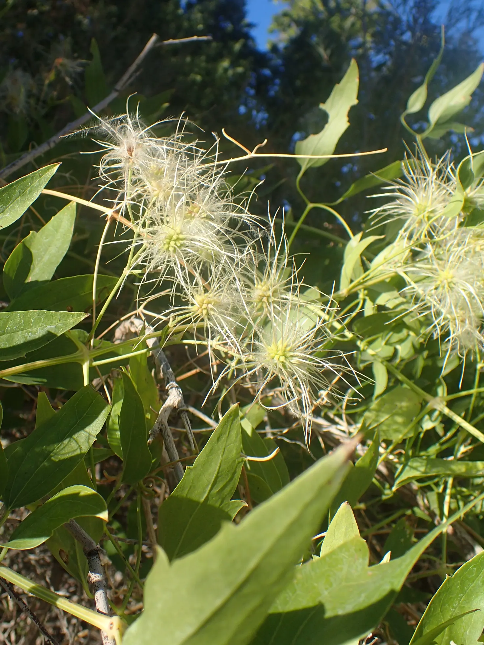 Western White Clematis (Clematis Ligusticifolia) — and performs best when situated in full sun to partial shade; frothy appearance to the landscape