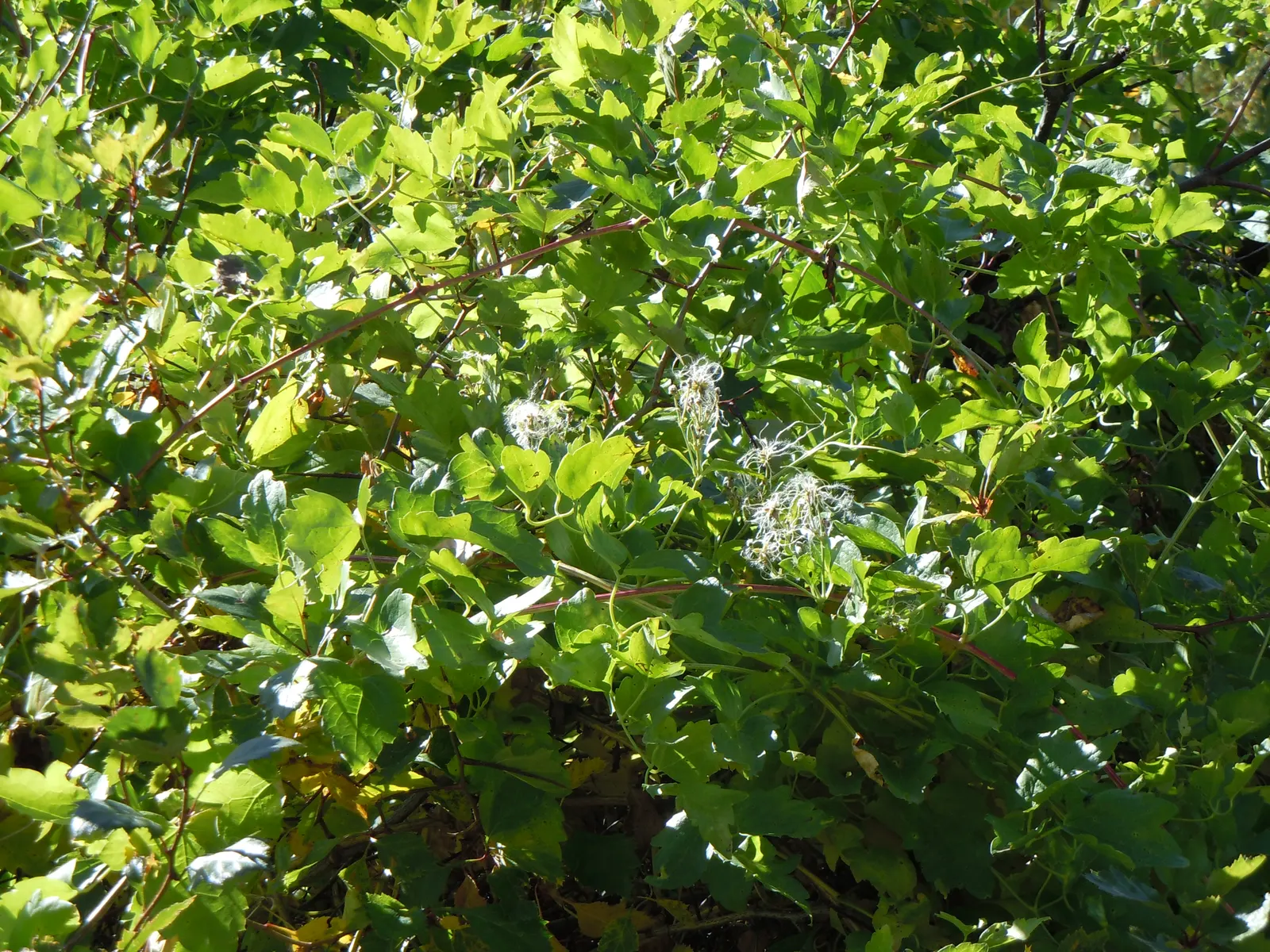 Western White Clematis (Clematis Ligusticifolia) — climbing perennial reaching heights up to 20 feet