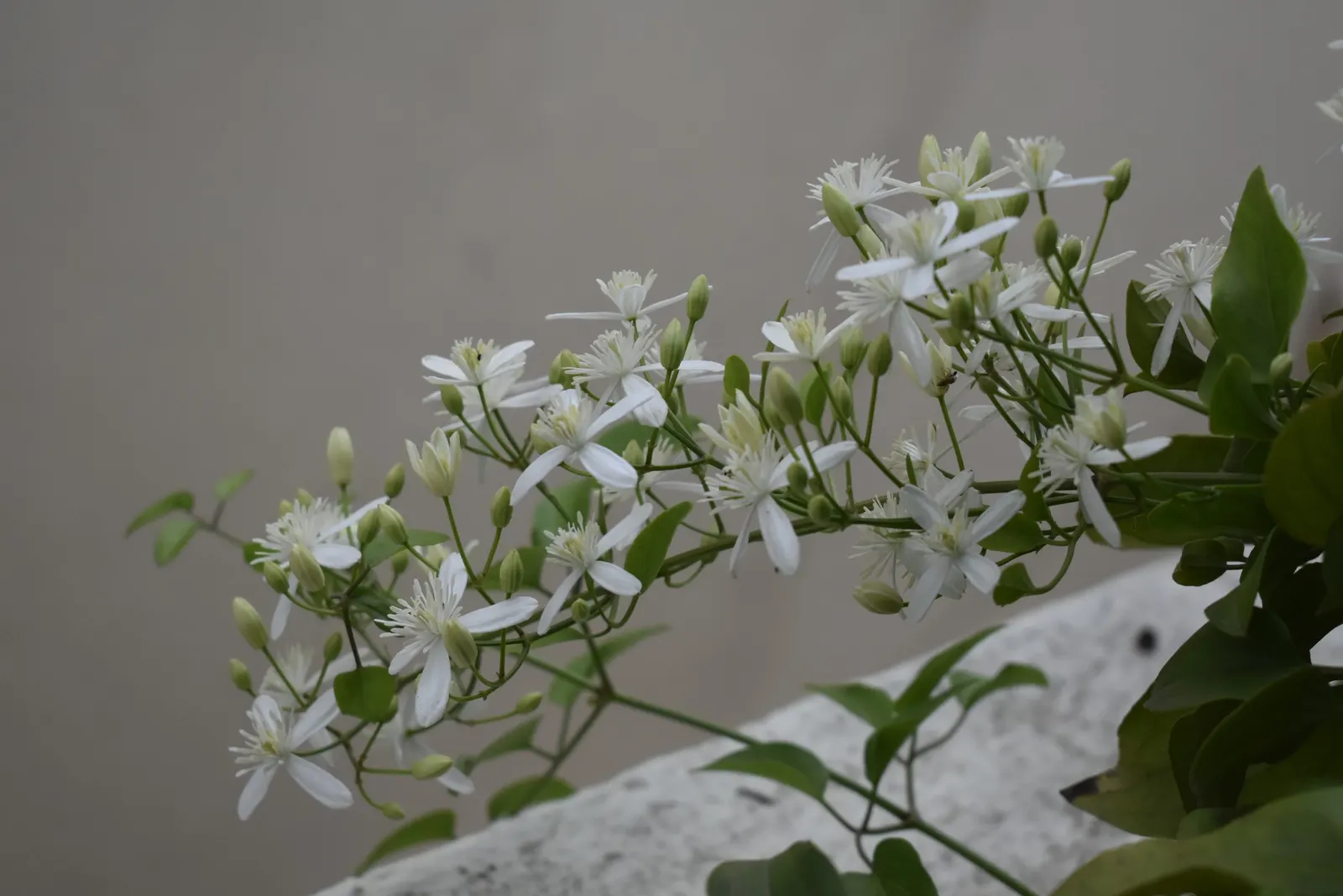 Western White Clematis (Clematis Ligusticifolia) — <br><br>The vine boasts compound leaves comprising 3 to 5 leaflets