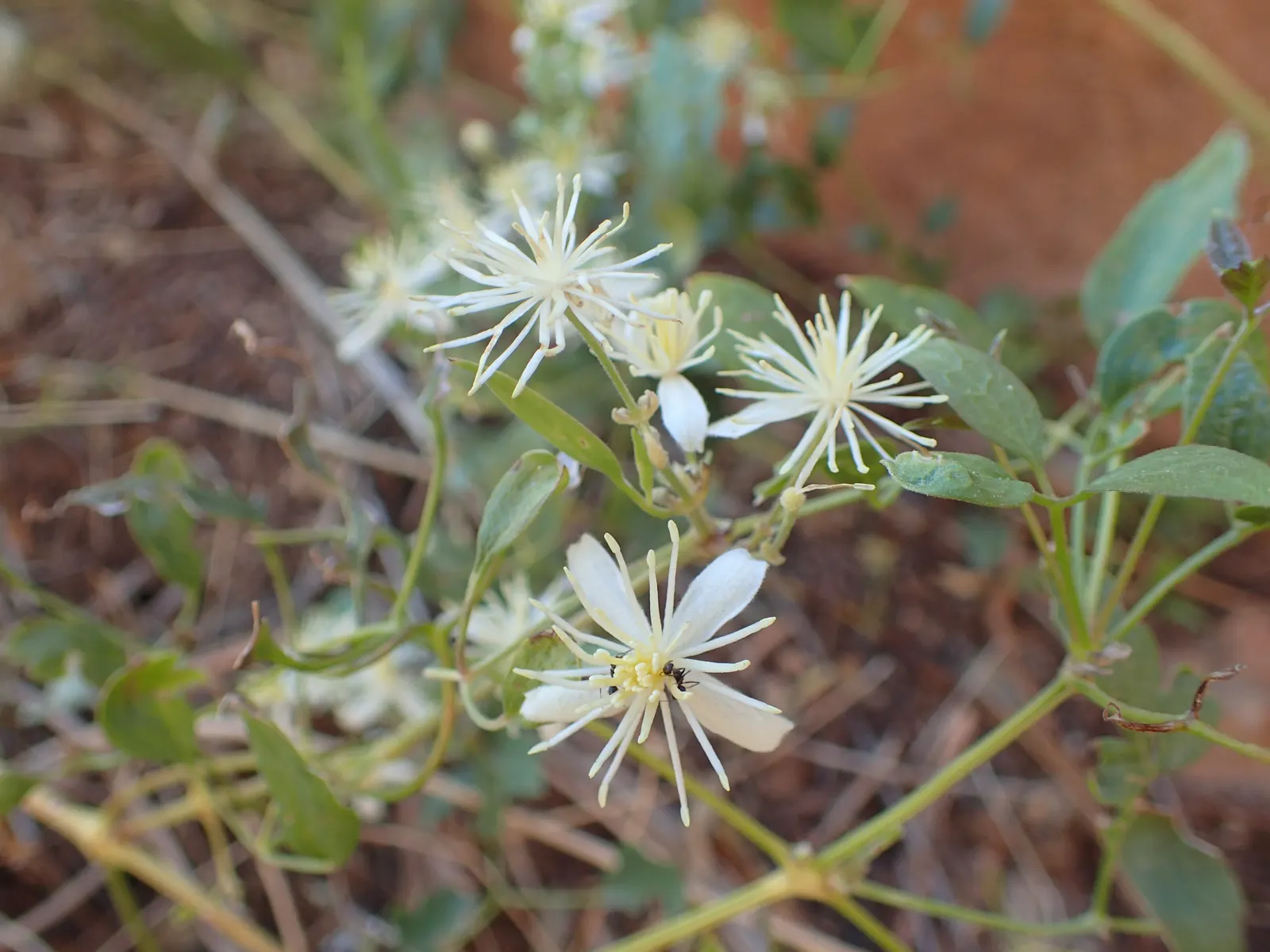 Western White Clematis (Clematis Ligusticifolia) — scientifically named Clematis ligusticifolia