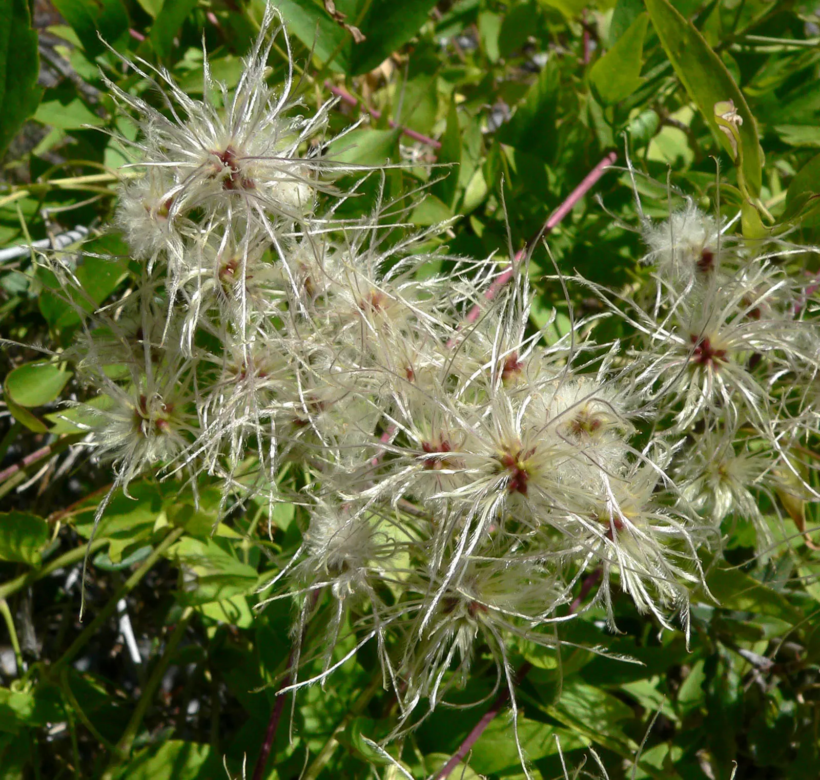 Western White Clematis (Clematis Ligusticifolia) — This deciduous vine flourishes in USDA zones 3-9, preferring well-drained soils and partial to full sun