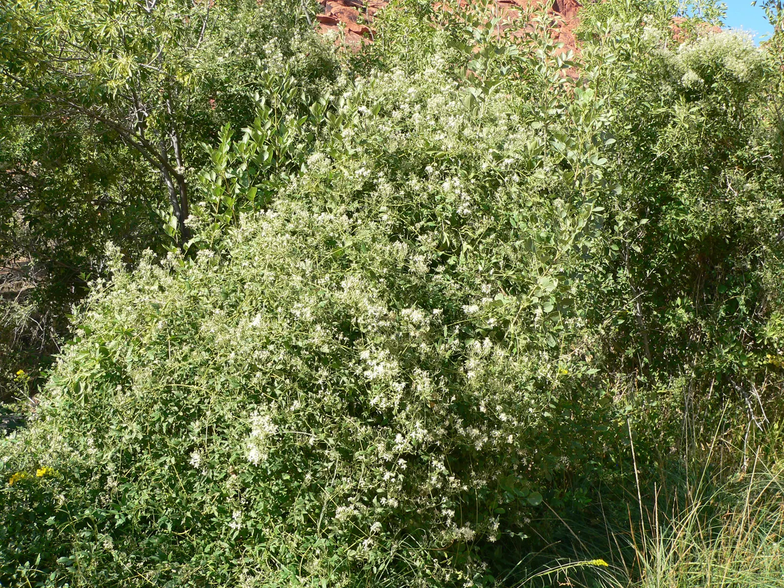 Western White Clematis (Clematis Ligusticifolia) — Prized for its profusion of small, white, fragrant flowers, it blooms late spring through summer; especially