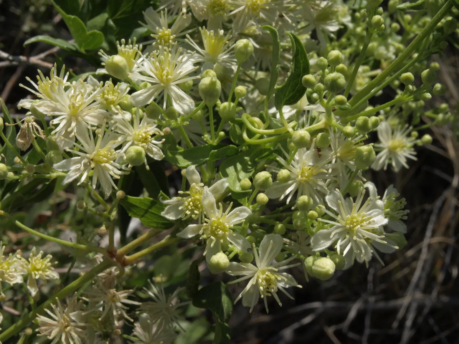 Western White Clematis (Clematis Ligusticifolia) — ethereal quality to the garden with its feathery seed heads post-bloom