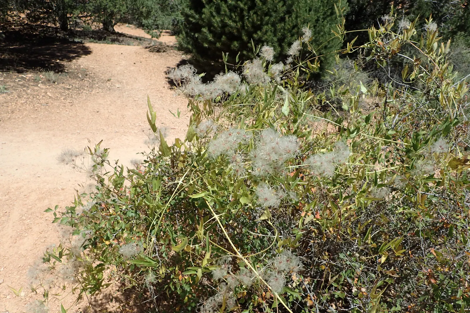 Western White Clematis (Clematis Ligusticifolia) — especially when planted in groups.<br><br>Post-flowering; scientifically named Clematis ligusticifolia