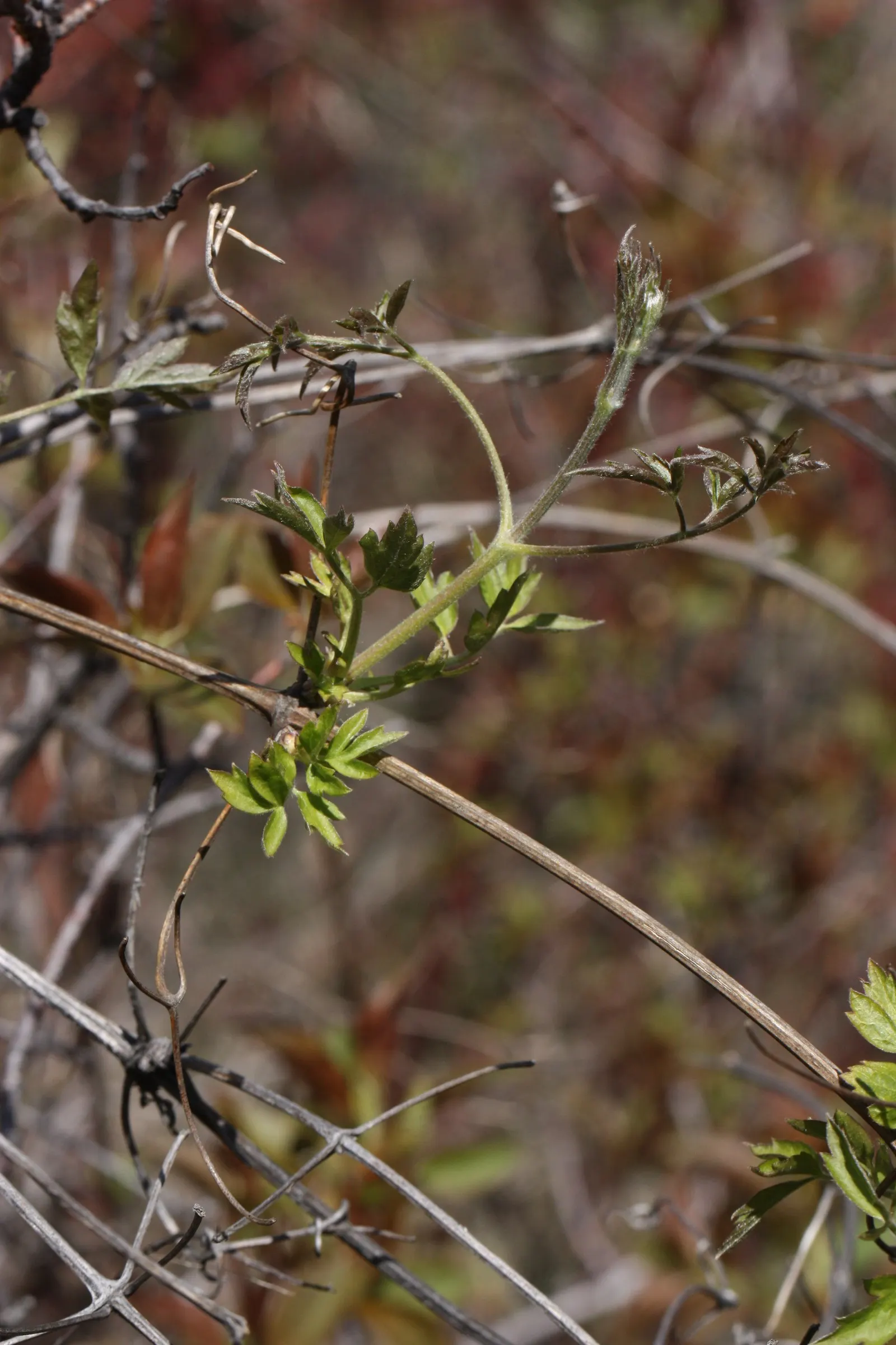 Western White Clematis (Clematis Ligusticifolia) — emerge in late spring to early summer