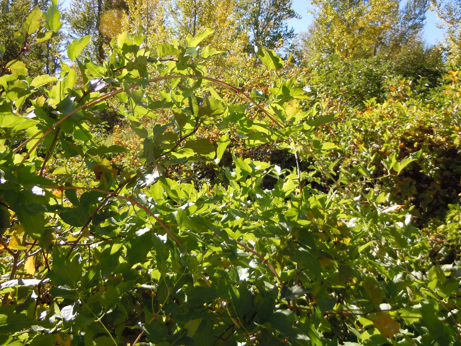 Western White Clematis (Clematis Ligusticifolia) — scientifically named Clematis ligusticifolia; the flowers' massing can create an eye-catching effect
