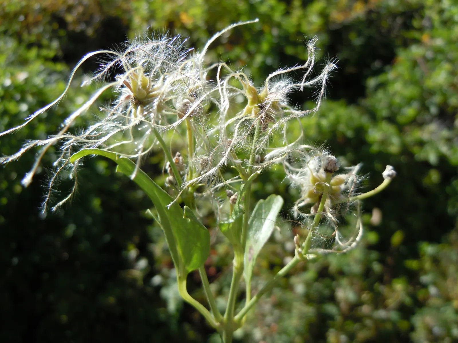 Western White Clematis (Clematis Ligusticifolia) — and performs best when situated in full sun to partial shade