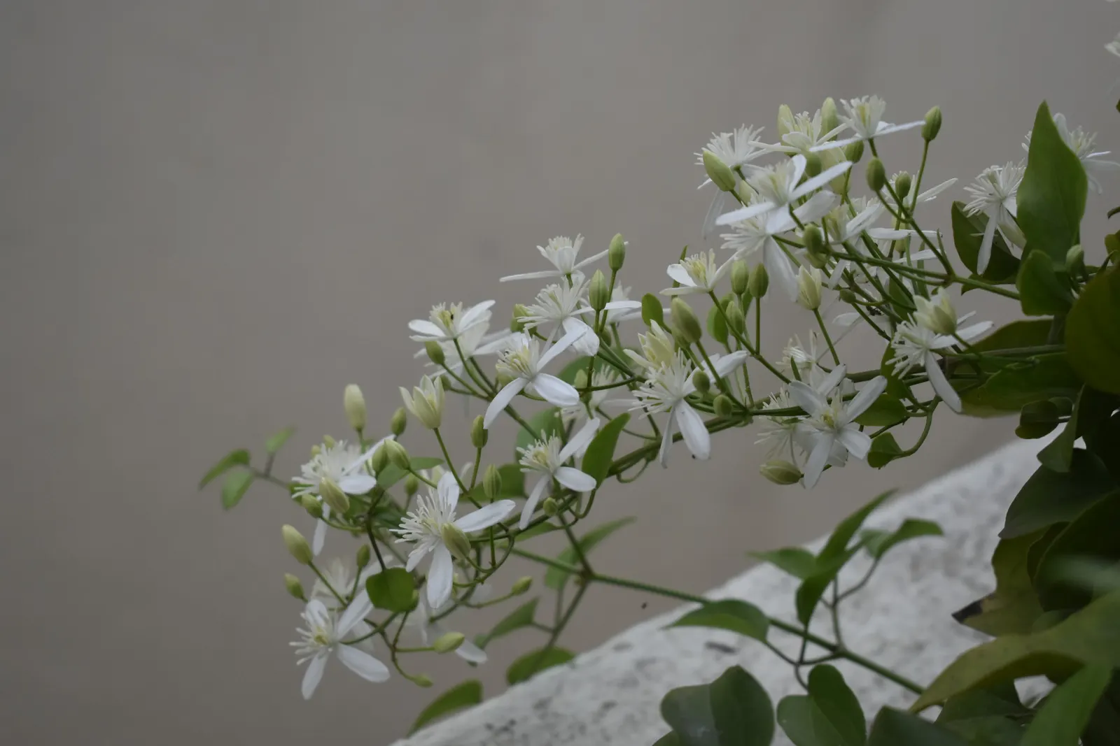 Western White Clematis (Clematis Ligusticifolia) — frothy appearance to the landscape